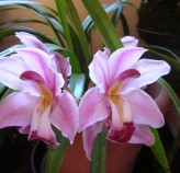 Tratamento de Orquídeas Flora Graúna 2