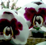 Tratamento de Orquídeas Flora Graúna 3