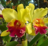 Tratamento de Orquídeas Flora Graúna 4