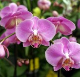 Tratamento de Orquídeas Flora Graúna 5
