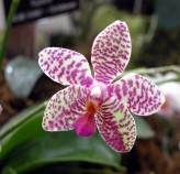 Tratamento de Orquídeas Flora Graúna 6