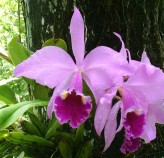 Tratamento de Orquídeas Flora Graúna 10