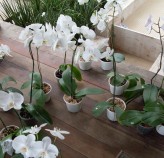 Tratamento de Orquídeas Flora Graúna 11