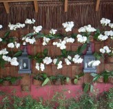 Tratamento de Orquídeas Flora Graúna 15
