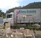 A flora Graúna Paraty 10